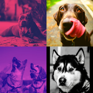 微妙的孤独的狗心情