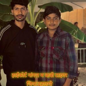 हाईकोर्ट नांगल म बाबो टाइगर जिया दहाड़गो