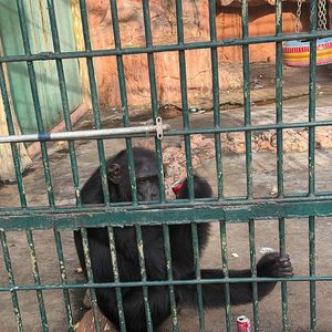 BNH (Feat. KOR KASH, lobonabeat!)