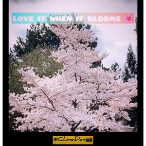 LOVE IT WHEN IT BLOOMS