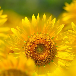 ひまわり (feat. hiro taka) [Bossa nova Ver.]