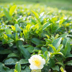 茶煙の坂道