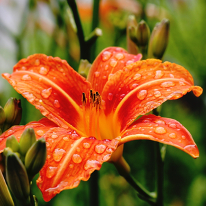 Drifitng Off En La Lluvia (En Bucle, Sin Atenuarse)