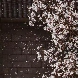 umbrella极致卡点