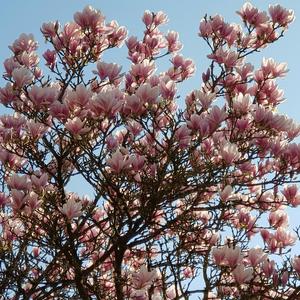 Träumerei (Dreaming), Kinderszenen, Op. 15 No. 7