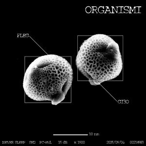 Tiro Avanti (feat. Gi3o)