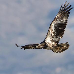 Trilogy (feat. Ekundayo & Willie the Kid)