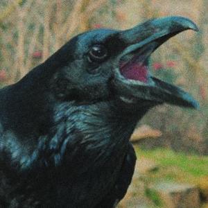 Cuervos