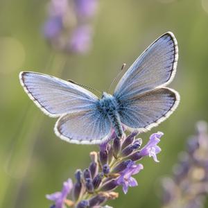 Butterflies