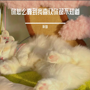 你怎么可以蠢到我喜欢你都不知道