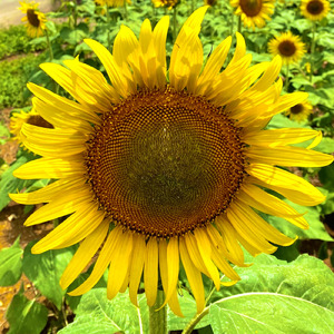 ひまわりのうた