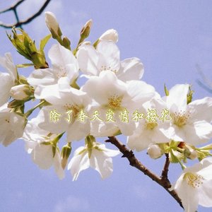 봄 사랑 벚꽃 말고（除了春天爱情和樱花）