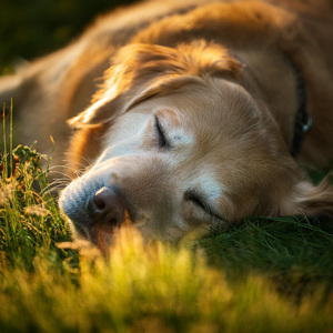 Armonía Dichosa Para Los Perros