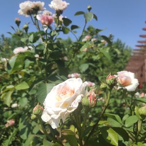 幻想-黄霄雲 赖美云（纯净版）