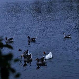 你和我和猫（翻自 颜人中）