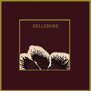 Hellebore