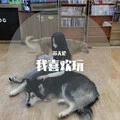 我喜欢玩 (DJ版)