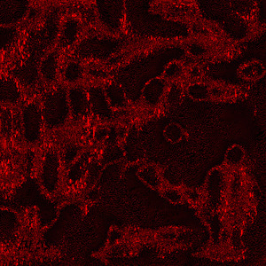 Derin (Original mix)