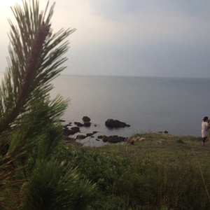 姹紫嫣红的白玫瑰