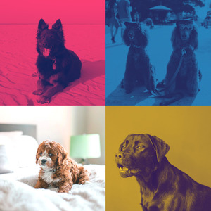 微妙的可爱的狗心情