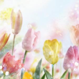 光之翼与暴风之眼