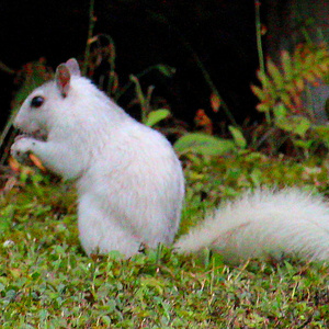 Super Fantastic A Number 1