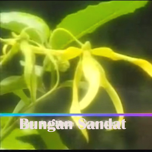 Bungan Sandat