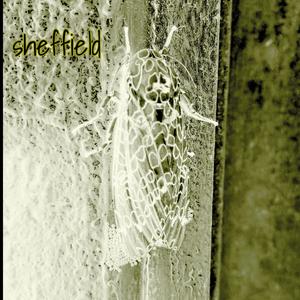 Sweet And Sour Pancakes