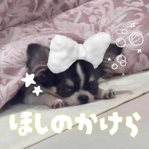 ほしのかけら