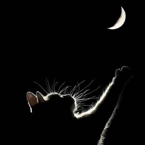 总有一天你会出现在我身边