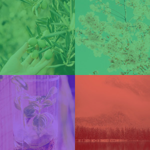 一尘不染梦印象数