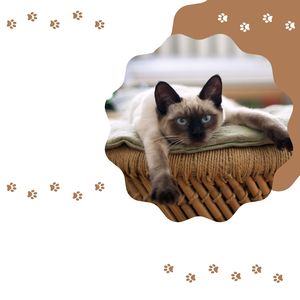 Calme Canin (séquence en boucle)