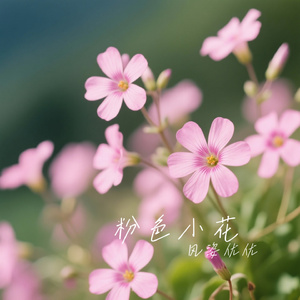 粉色小花