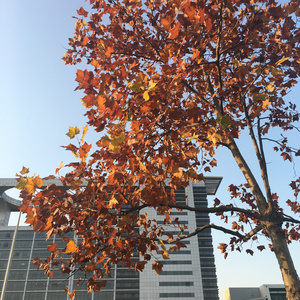 石大（填翻《成都》）