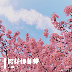 樱花慢邮差 伴奏