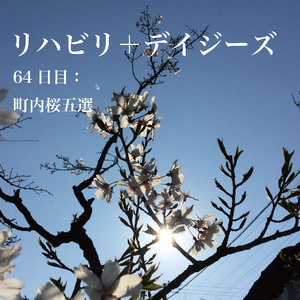 64日目：町内桜五選