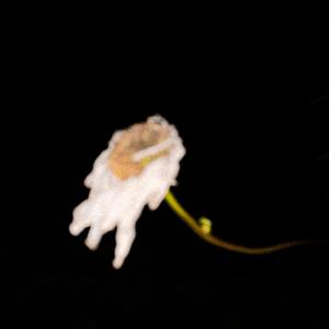 Flowers die