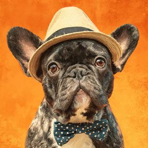 Someday Under the Maple Tree