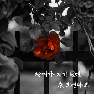 장미가 지기전엔