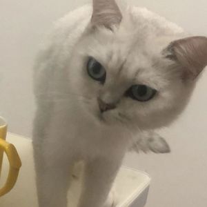 请允许我成为你的月亮