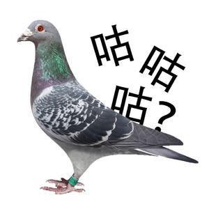 鸽子（翻自 洛天依）