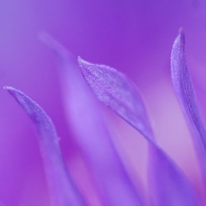 Lagerstroemia Purple
