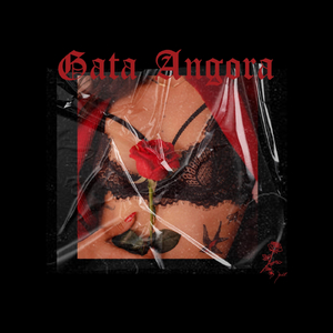 Gata Angora