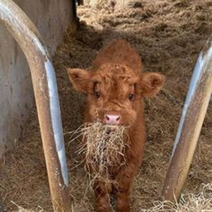 The Explanation (sped up)