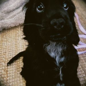 伤心狗子遗忘单曲