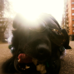 Dame Amor