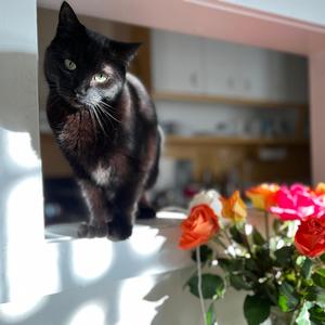 Yippi (feat. Faded K)