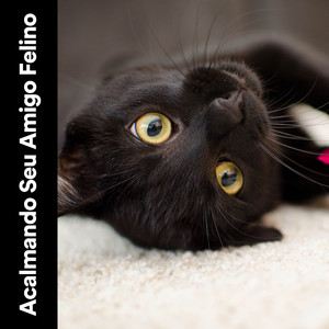 Your Kitten's Hobby to Listen