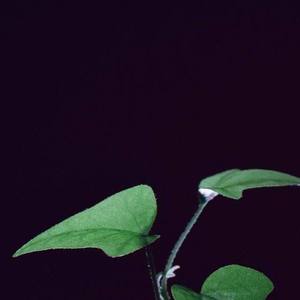 非常原因对待 (3)