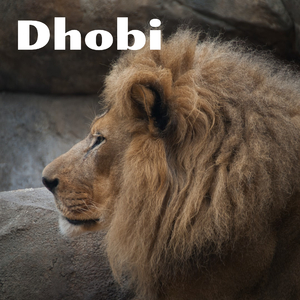 Dabang Dhobi